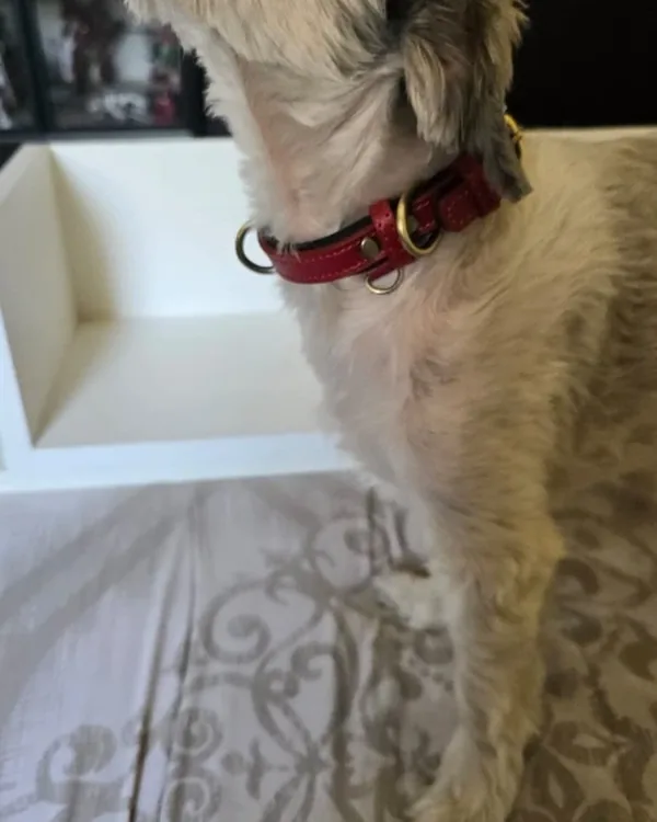 chien beige qui porte le collier rouge