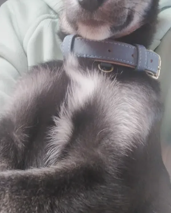 chien noir et blanc qui porte le collier gris clair