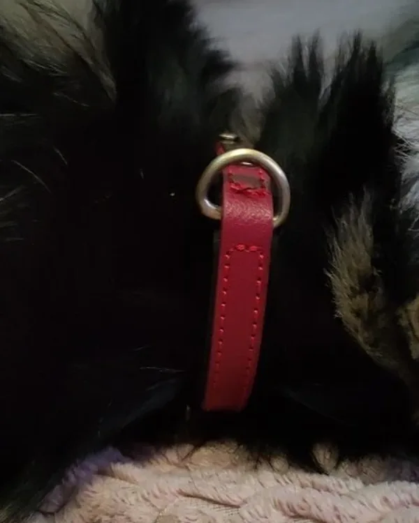 chien noir qui porte le collier rose
