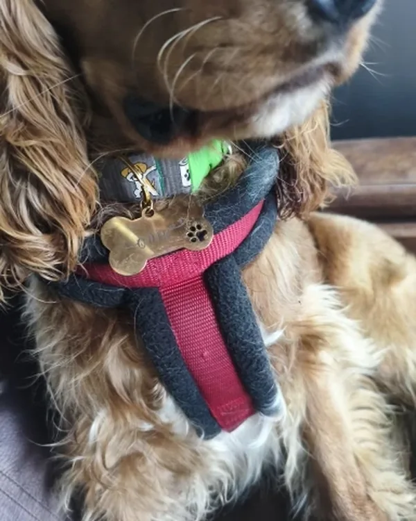 chien qui porte son médaillon au harnais