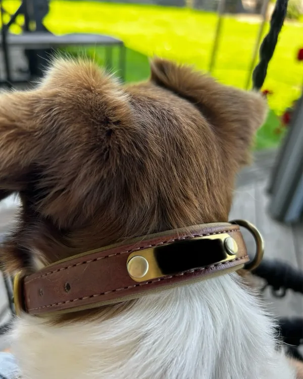 Collier chien personnalisé en cuir photographié par Damien F., acheteur vérifié