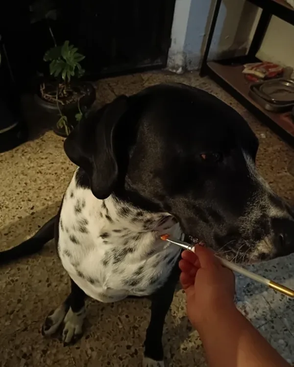 Collier chien personnalisé en cuir photographié par Marc D., acheteur vérifié